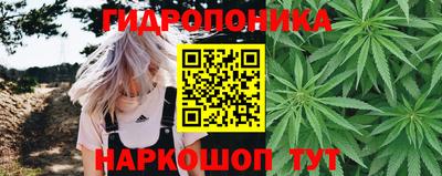 шишки Обь